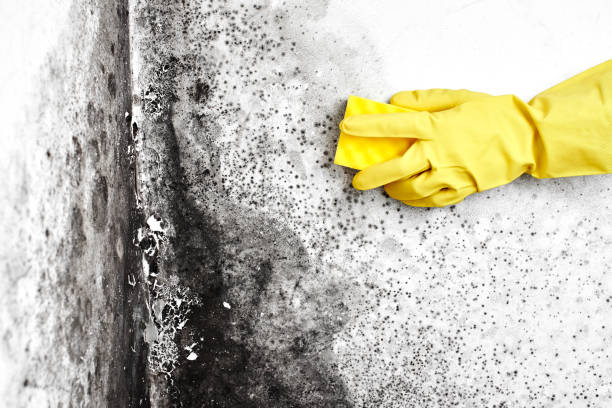 Best Professional Mold Removal  in Clarkson, KY