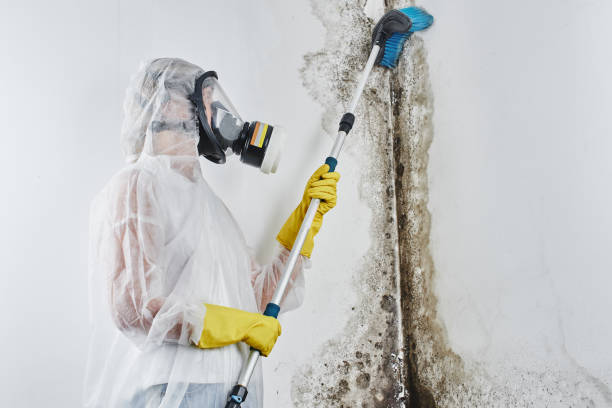 Home Mold Removal in Clarkson, KY
