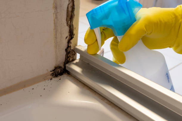 Best Toxic Mold Removal  in Clarkson, KY