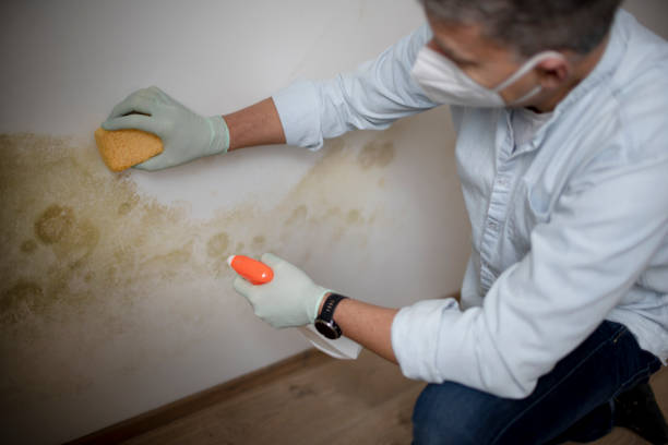 Best Attic Mold Removal  in Clarkson, KY