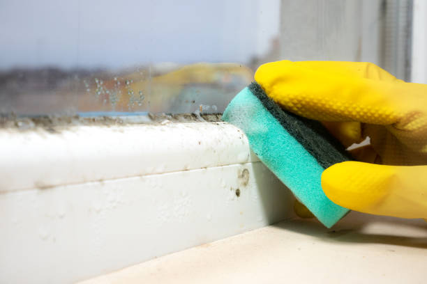 Best Certified Mold Removal  in Clarkson, KY