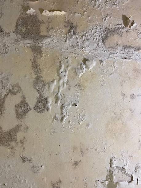 Best Mold Removal Specialists  in Clarkson, KY
