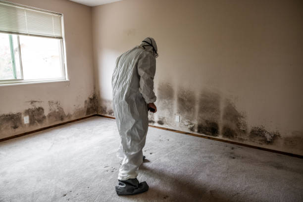 Best Commercial Mold Removal  in Clarkson, KY