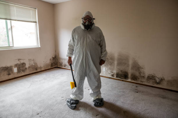 Attic Mold Removal in Clarkson, KY
