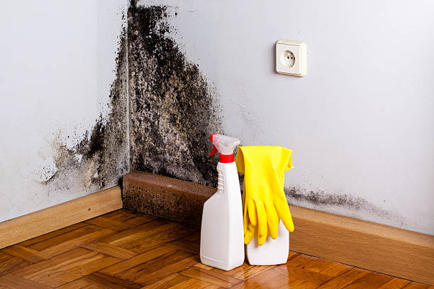 Best Black Mold Removal  in Clarkson, KY
