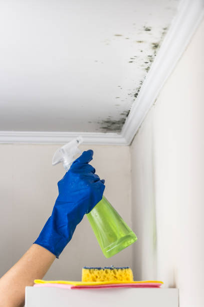 Mold Removal Process in Clarkson, KY