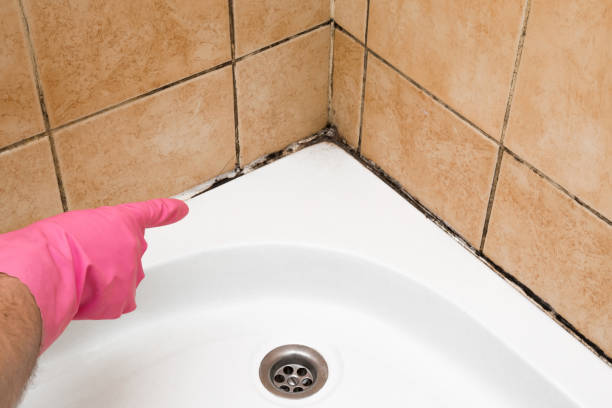 Best Local Mold Removal Service  in Clarkson, KY