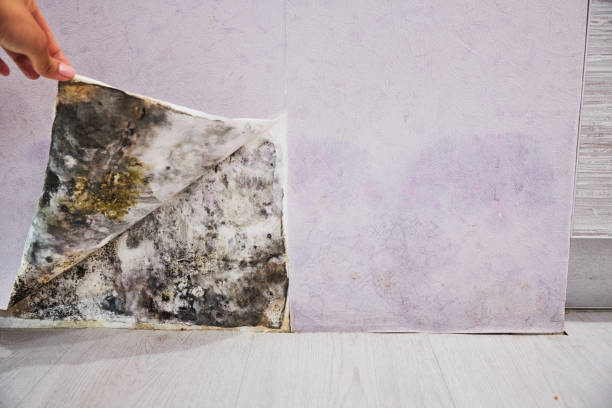 Best Mold Remediation  in Clarkson, KY
